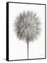 Dandelion Fluff on White-Debra Van Swearingen-Framed Stretched Canvas