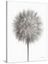 Dandelion Fluff on White-Debra Van Swearingen-Stretched Canvas