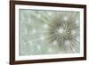 Dandelion Focus-Wild Wonders of Europe-Framed Giclee Print