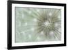 Dandelion Focus-Wild Wonders of Europe-Framed Giclee Print