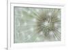 Dandelion Focus-Wild Wonders of Europe-Framed Giclee Print