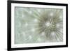 Dandelion Focus-Wild Wonders of Europe-Framed Giclee Print