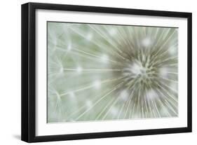 Dandelion Focus-Wild Wonders of Europe-Framed Giclee Print