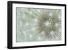 Dandelion Focus-Wild Wonders of Europe-Framed Giclee Print