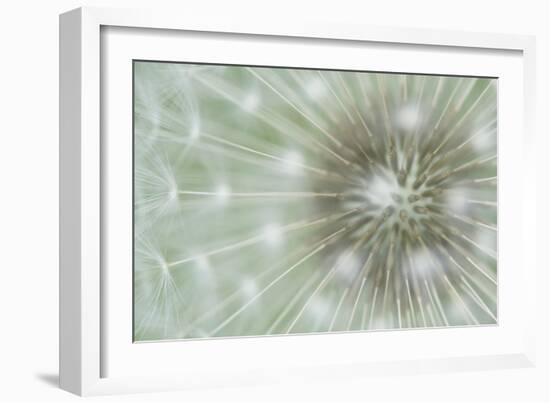 Dandelion Focus-Wild Wonders of Europe-Framed Giclee Print