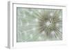 Dandelion Focus-Wild Wonders of Europe-Framed Giclee Print