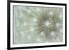 Dandelion Focus-Wild Wonders of Europe-Framed Giclee Print