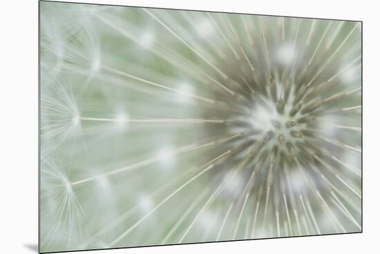 Dandelion Focus-Wild Wonders of Europe-Mounted Giclee Print