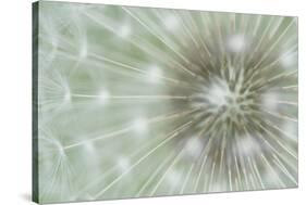 Dandelion Focus-Wild Wonders of Europe-Stretched Canvas