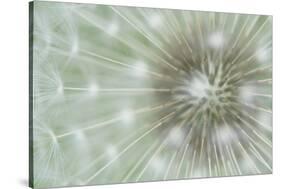 Dandelion Focus-Wild Wonders of Europe-Framed Stretched Canvas