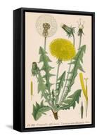 Dandelion French : Pissenlit-null-Framed Stretched Canvas