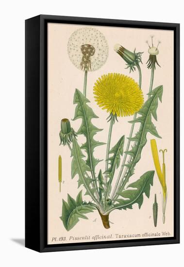 Dandelion French : Pissenlit-null-Framed Stretched Canvas