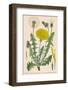 Dandelion French : Pissenlit-null-Framed Photographic Print