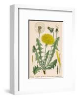 Dandelion French : Pissenlit-null-Framed Photographic Print