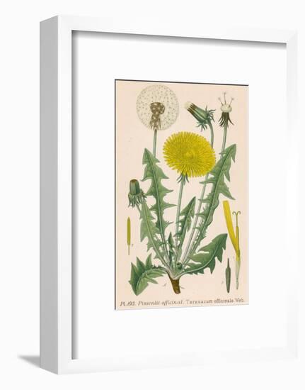 Dandelion French : Pissenlit-null-Framed Photographic Print