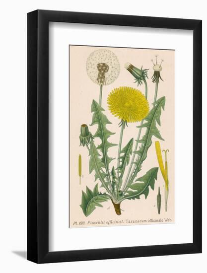 Dandelion French : Pissenlit-null-Framed Photographic Print