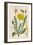 Dandelion French : Pissenlit-null-Framed Photographic Print