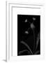 Dandelion Garden I-Alicia Ludwig-Framed Premium Giclee Print