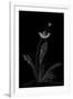 Dandelion Garden II-Alicia Ludwig-Framed Art Print