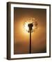 Dandelion Glow-Andreas Stridsberg-Framed Giclee Print