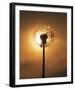 Dandelion Glow-Andreas Stridsberg-Framed Giclee Print