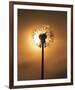 Dandelion Glow-Andreas Stridsberg-Framed Giclee Print