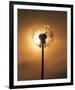 Dandelion Glow-Andreas Stridsberg-Framed Giclee Print