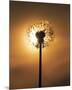 Dandelion Glow-Andreas Stridsberg-Mounted Giclee Print