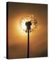 Dandelion Glow-Andreas Stridsberg-Stretched Canvas