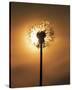 Dandelion Glow-Andreas Stridsberg-Stretched Canvas