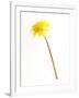 Dandelion Glow-Will Wilkinson-Framed Photographic Print