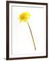 Dandelion Glow-Will Wilkinson-Framed Photographic Print