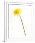 Dandelion Glow-Will Wilkinson-Framed Photographic Print