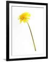 Dandelion Glow-Will Wilkinson-Framed Photographic Print