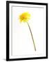 Dandelion Glow-Will Wilkinson-Framed Photographic Print