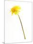 Dandelion Glow-Will Wilkinson-Mounted Photographic Print