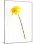 Dandelion Glow-Will Wilkinson-Mounted Photographic Print