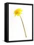 Dandelion Glow-Will Wilkinson-Framed Stretched Canvas