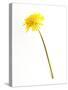 Dandelion Glow-Will Wilkinson-Stretched Canvas