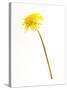 Dandelion Glow-Will Wilkinson-Stretched Canvas