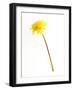 Dandelion Glow-Will Wilkinson-Framed Photographic Print