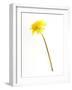 Dandelion Glow-Will Wilkinson-Framed Photographic Print