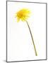 Dandelion Glow-Will Wilkinson-Mounted Photographic Print