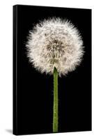 Dandelion Gone To Seed-Steve Gadomski-Framed Stretched Canvas