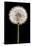 Dandelion Gone To Seed-Steve Gadomski-Framed Stretched Canvas