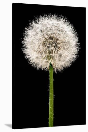 Dandelion Gone To Seed-Steve Gadomski-Stretched Canvas