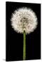 Dandelion Gone To Seed-Steve Gadomski-Stretched Canvas