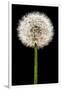 Dandelion Gone To Seed-Steve Gadomski-Framed Photographic Print