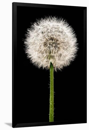 Dandelion Gone To Seed-Steve Gadomski-Framed Photographic Print