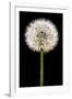 Dandelion Gone To Seed-Steve Gadomski-Framed Photographic Print